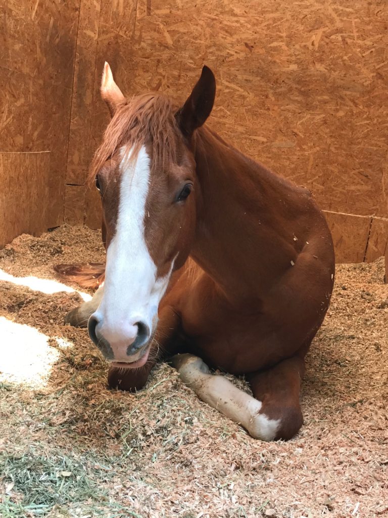 新入りキンちゃん